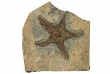 Very Detailed, Ordovician Fossil Starfish - Morocco #249065-1